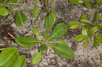 Early whitetop fleabane